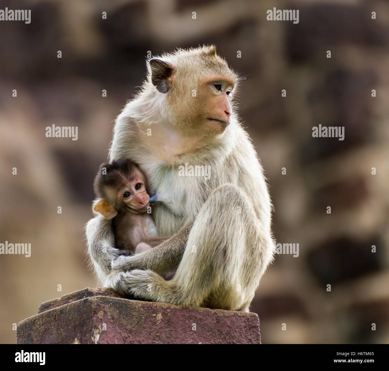 Freundschaft weiblichen Tier Säugetier wilde Afrika Affe Pelz Look mit einem Blick sehen Blick spähen Blick auf behaarte horizontale klein Stockfoto