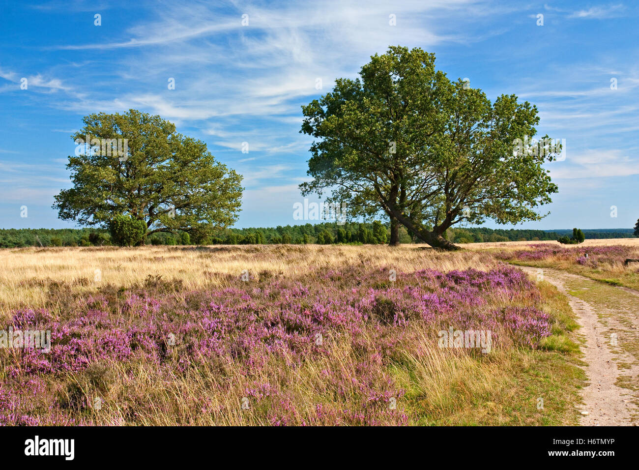 Lüneburg Heath, Heidelandschaft mit Eiche Stockfoto