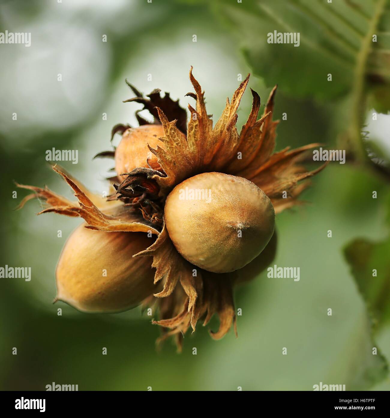 Haselnüsse / Haselnüsse Stockfoto