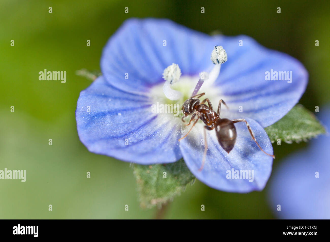 Makro Nahaufnahme Makro Aufnahme Ansicht Pflanze Insekten Blume Blumen Frühling Ameisen Natur hautnah Stockfoto