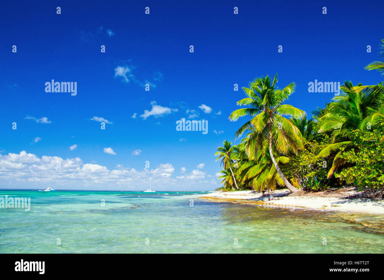 blaue schöne beauteously schöne Blatt Baum Urlaub Urlaub Urlaub Urlaub Himmel Paradies Tourismus Glanz erstrahlt Stockfoto