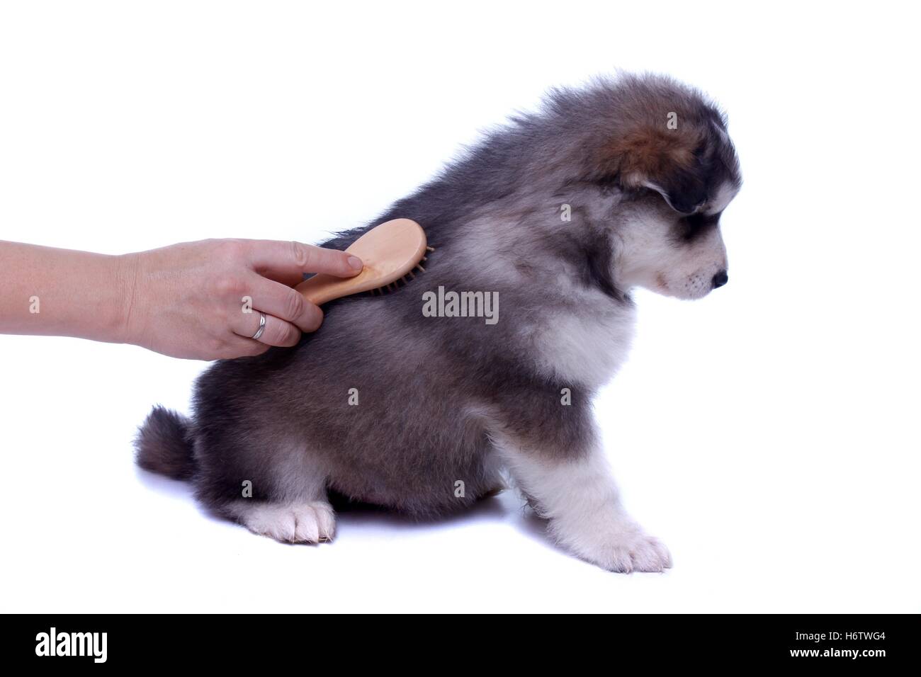 Haus Tiere Stockfoto