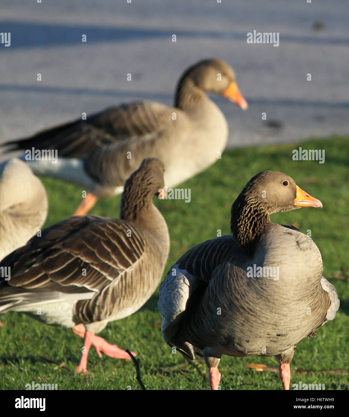 Graugans in öffentlichen park Stockfoto