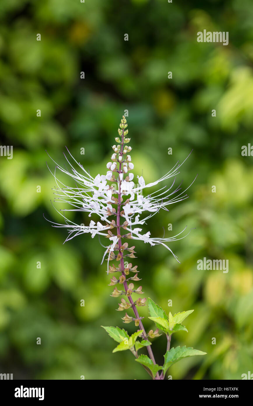 Pflanzen Blumen Stockfoto