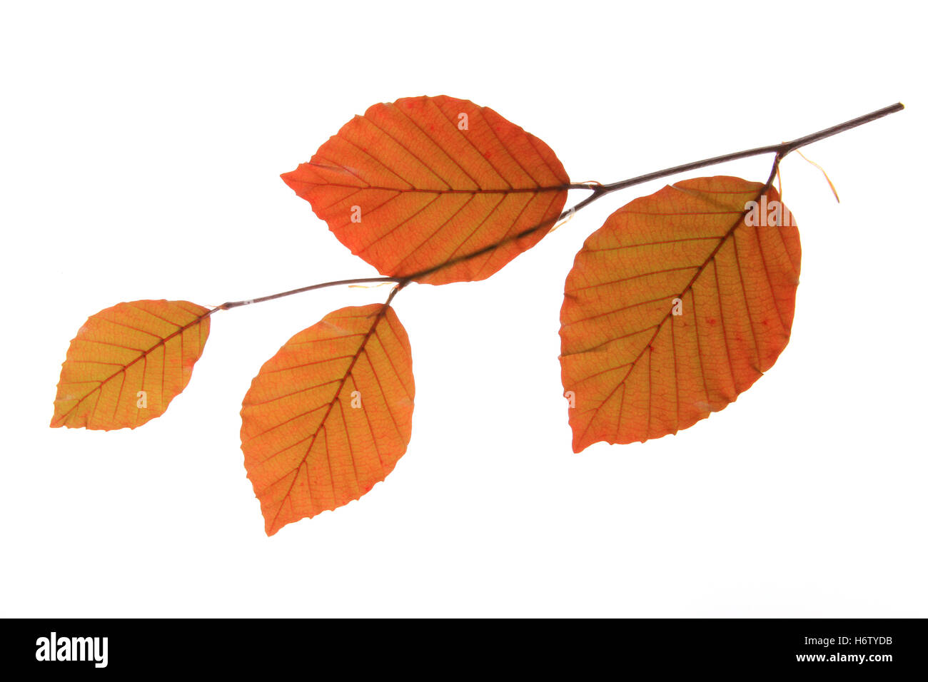 Blutbuche (Fagus Sylvatica F. Purpurea) Stockfoto