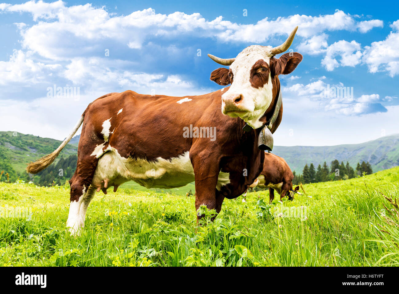 nützliche Tiere Stockfoto