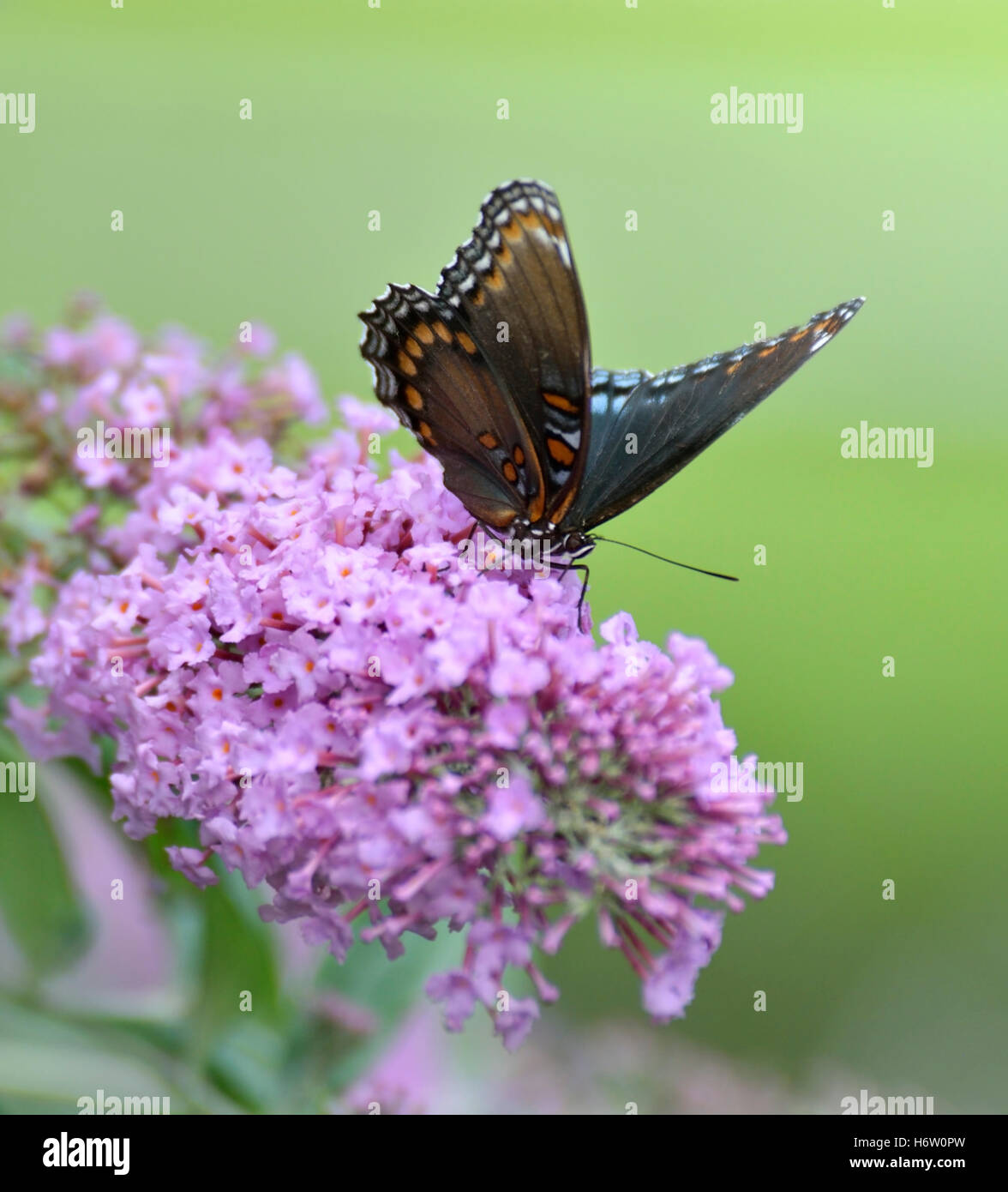 Insekt Blume Pflanze Blüte Blüte gedeihen gedeihen Schmetterling Sommer sommerlich im freien Tierwelt Antenne Admiral Flügel Natur Stockfoto