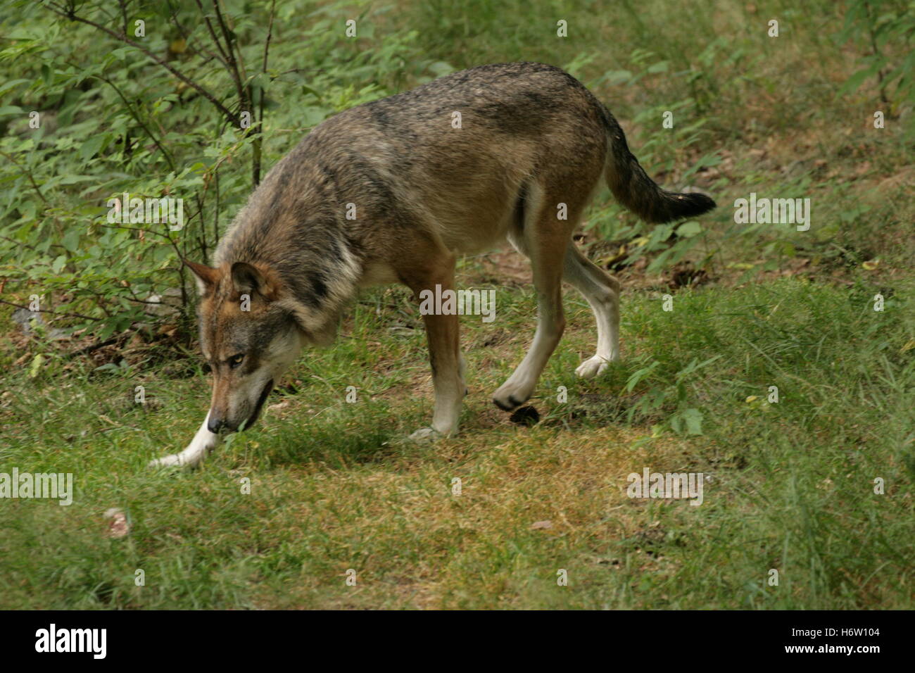 Säugetiere Stockfoto