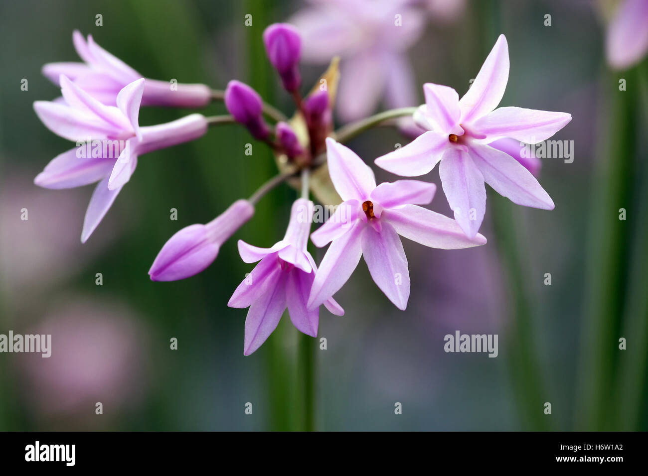 Pflanzen Blumen Stockfoto