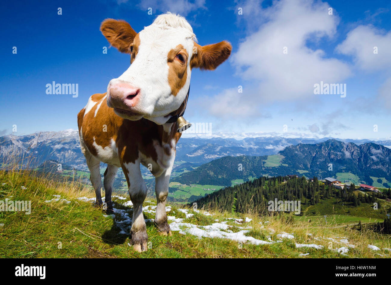 nützliche Tiere Stockfoto