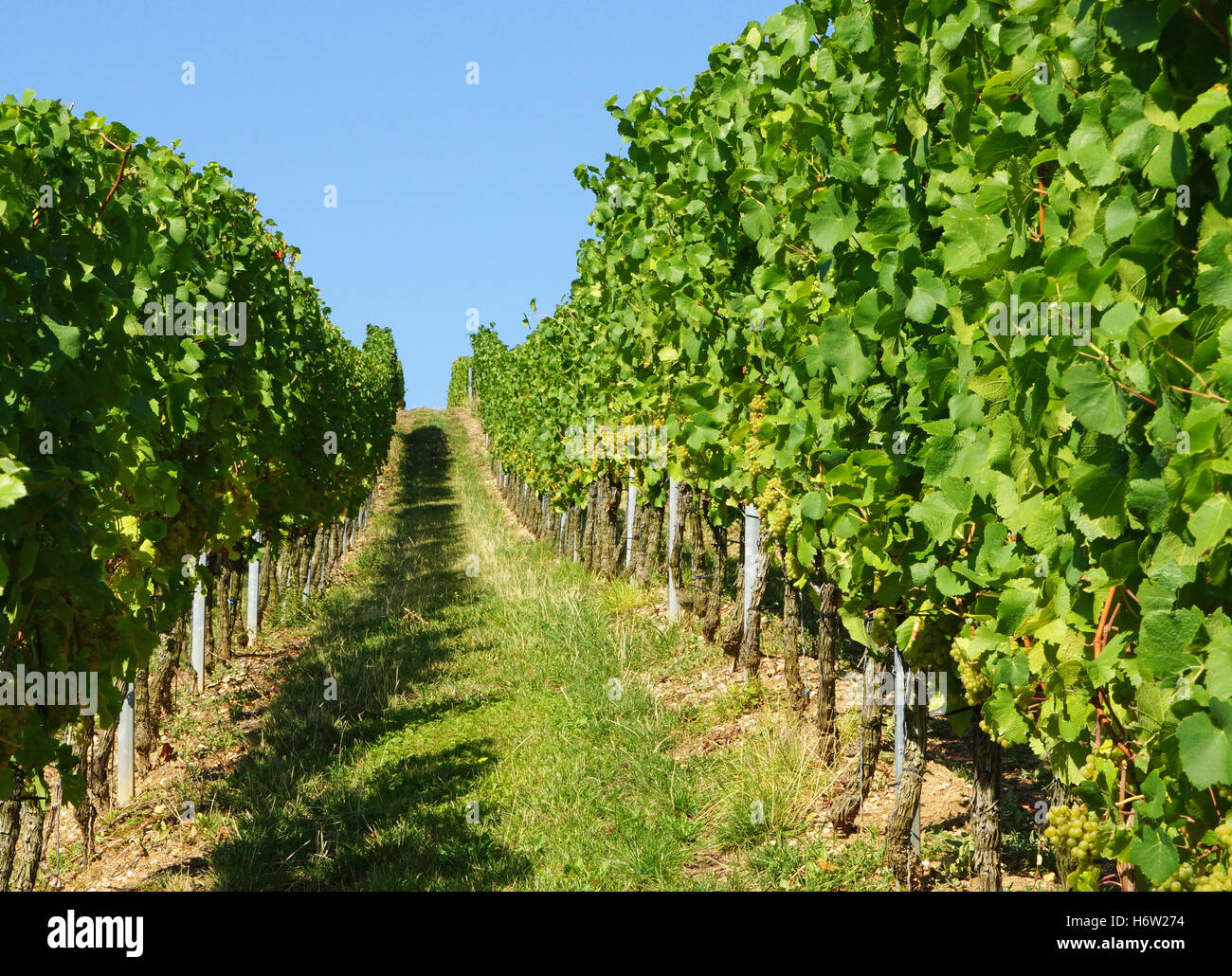 Weinberg - Weingut Stockfoto