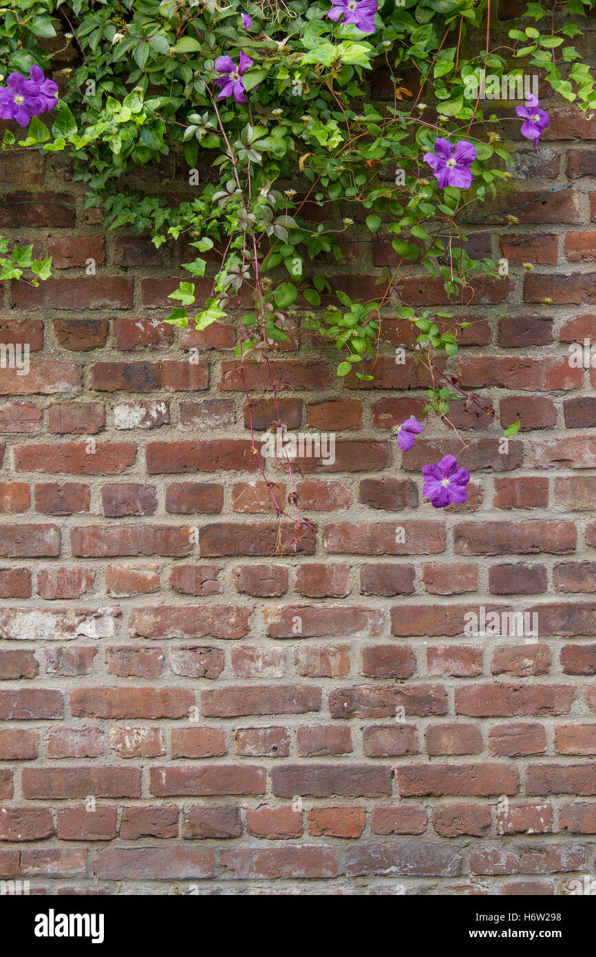 Wand mit Blumen Stockfoto