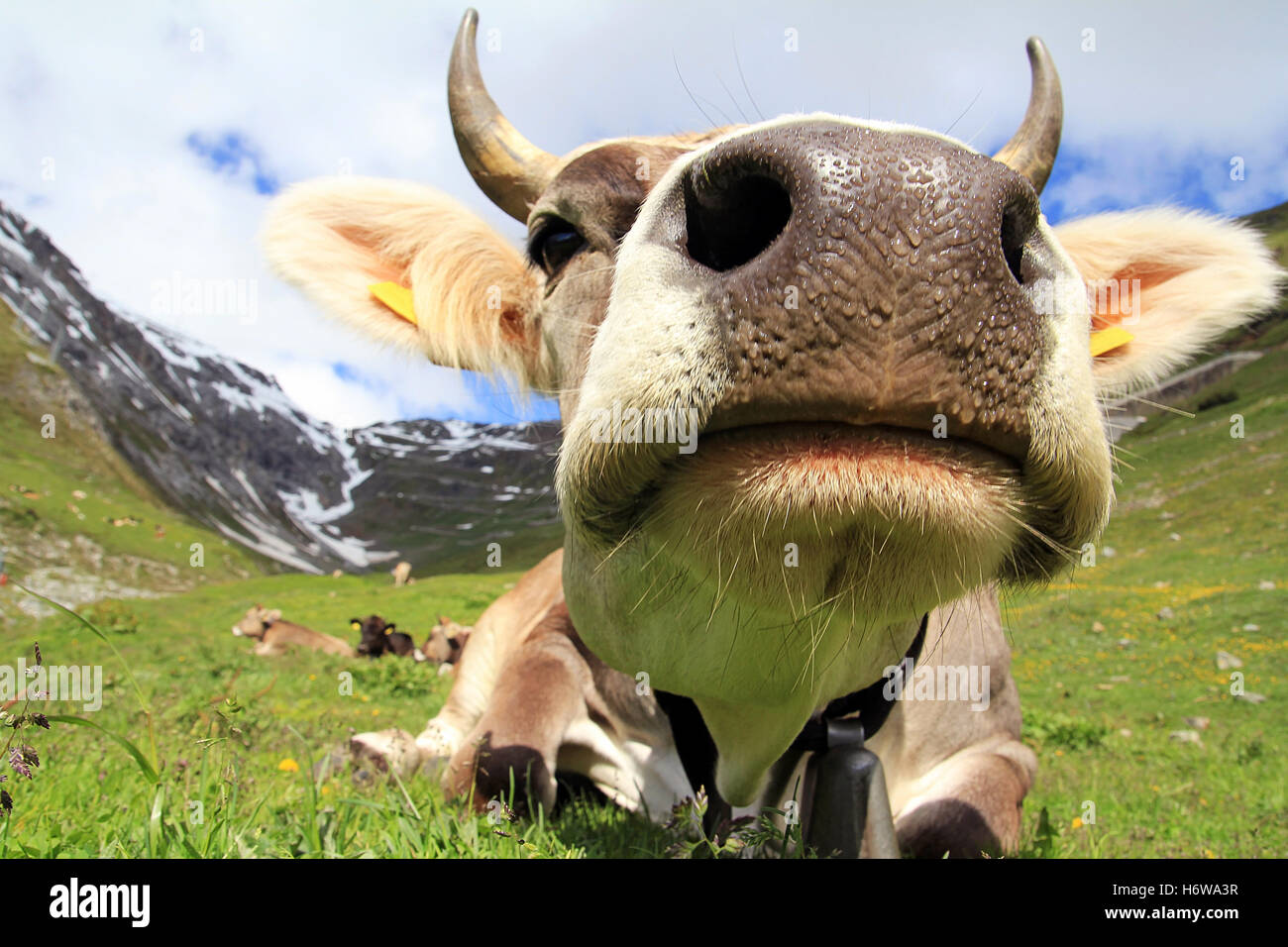 Stilfser joch col -Fotos und -Bildmaterial in hoher Auflösung – Alamy