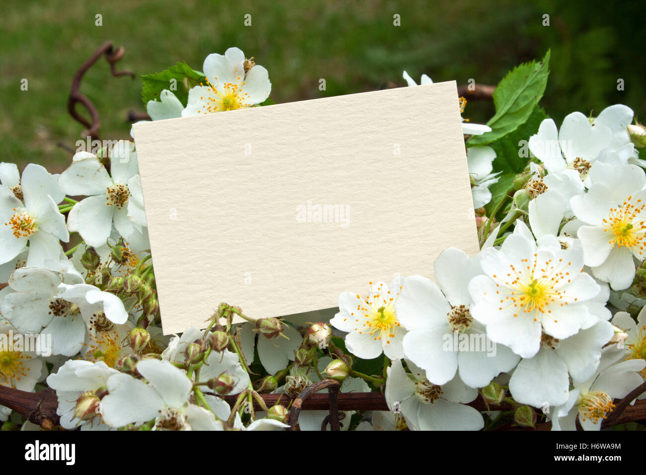 vorliegenden Board Blume Pflanze rose Holz Hochzeit Hochzeit Hochzeit Zeremonie Hochzeit Zeremonie Lebenspartnerschaft Sommer sommerlich Rosen Stockfoto
