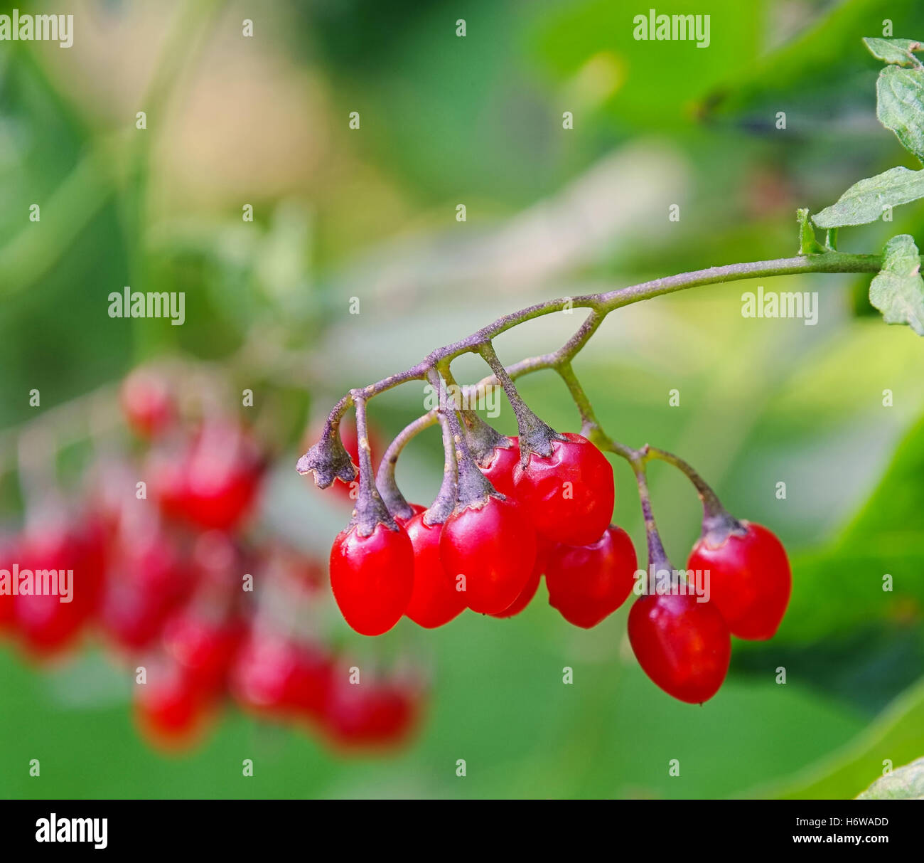 Bittersüße Nachtschatten - Bittersüße Nachtschatten 02 Stockfoto