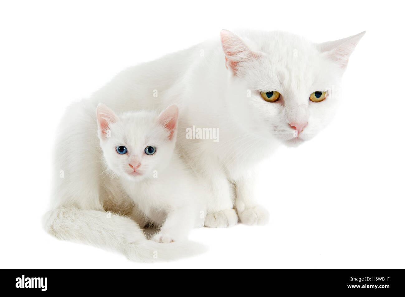 weiblichen Augen Katzen Mutter Mutter Ma Mama Katze Baby Kätzchen Pussycat Katze Hauskatze weiß zwei Haustier Tieraugen Aussehen mit einem Blick isoliert Stockfoto