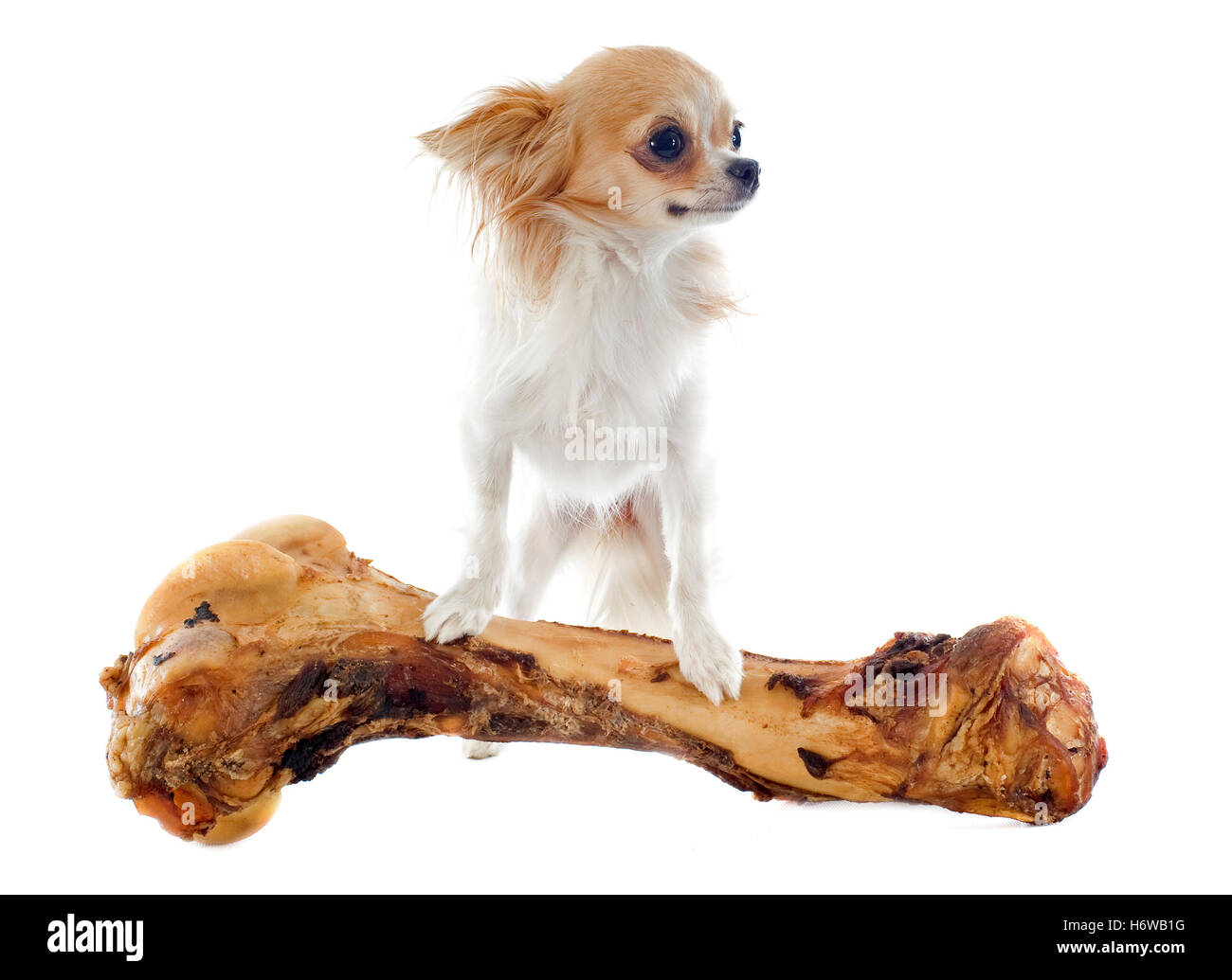 große große enorm extreme mächtige imposante immense relevanten weitgehend Hund Welpe Knochen Essen Essen isst schöner beauteously schön Stockfoto