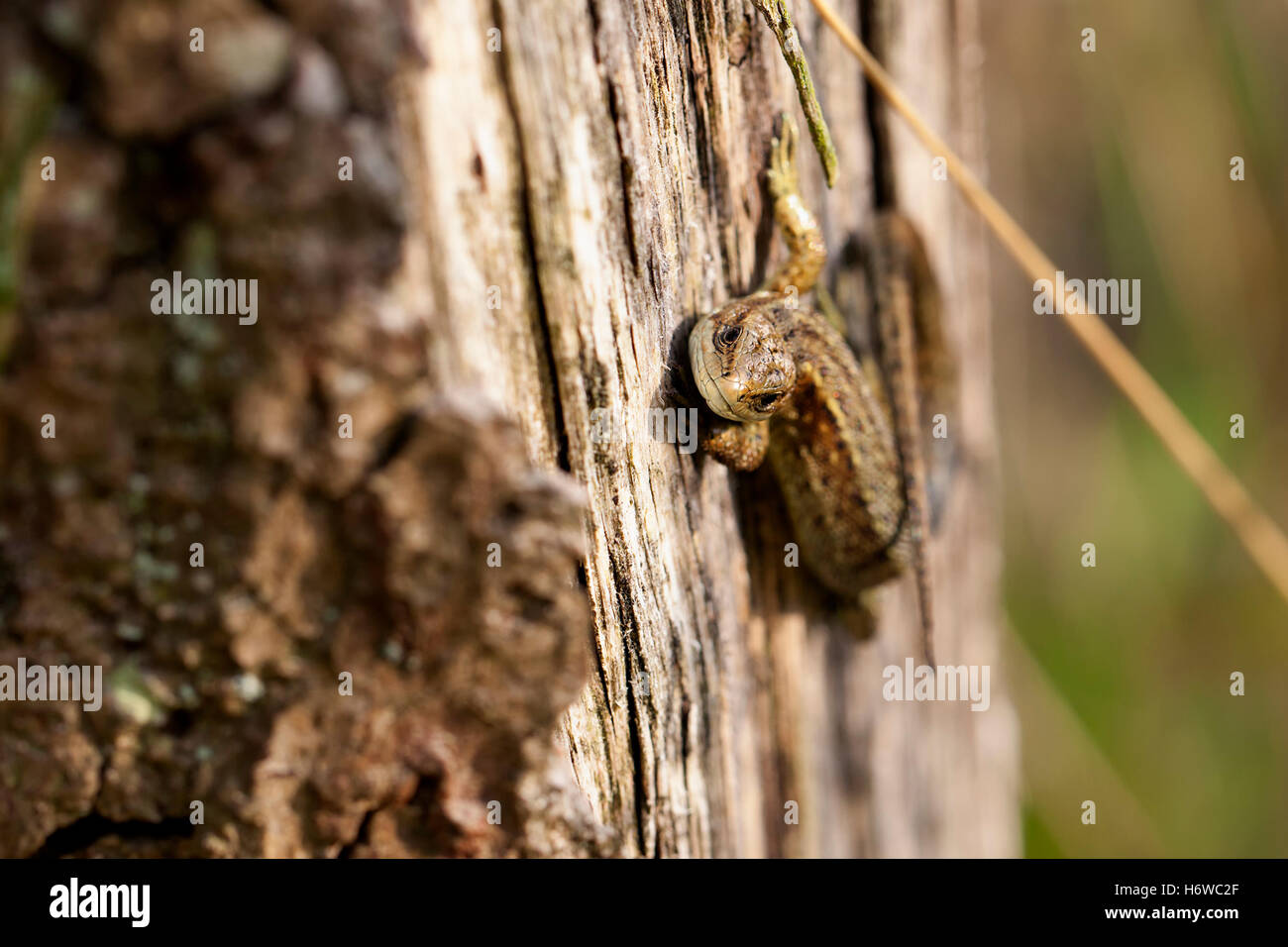 Waldeidechse - Zootoca vivipara Stockfoto