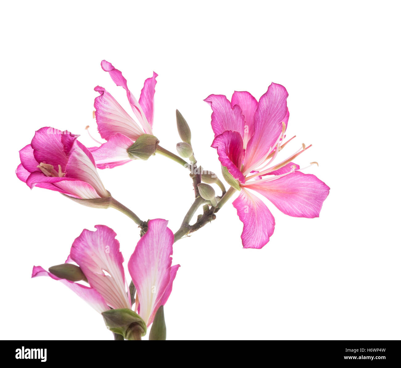 Hong Kong Orchidee Stockfoto