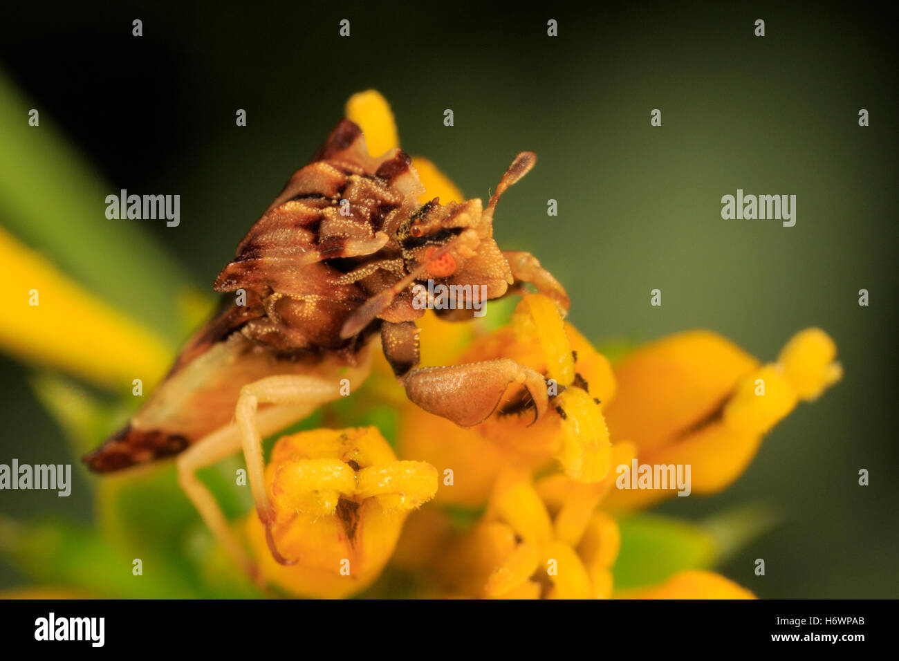 Gezackte Ambush Bug (Phymata Arten) auf Blume. Stockfoto