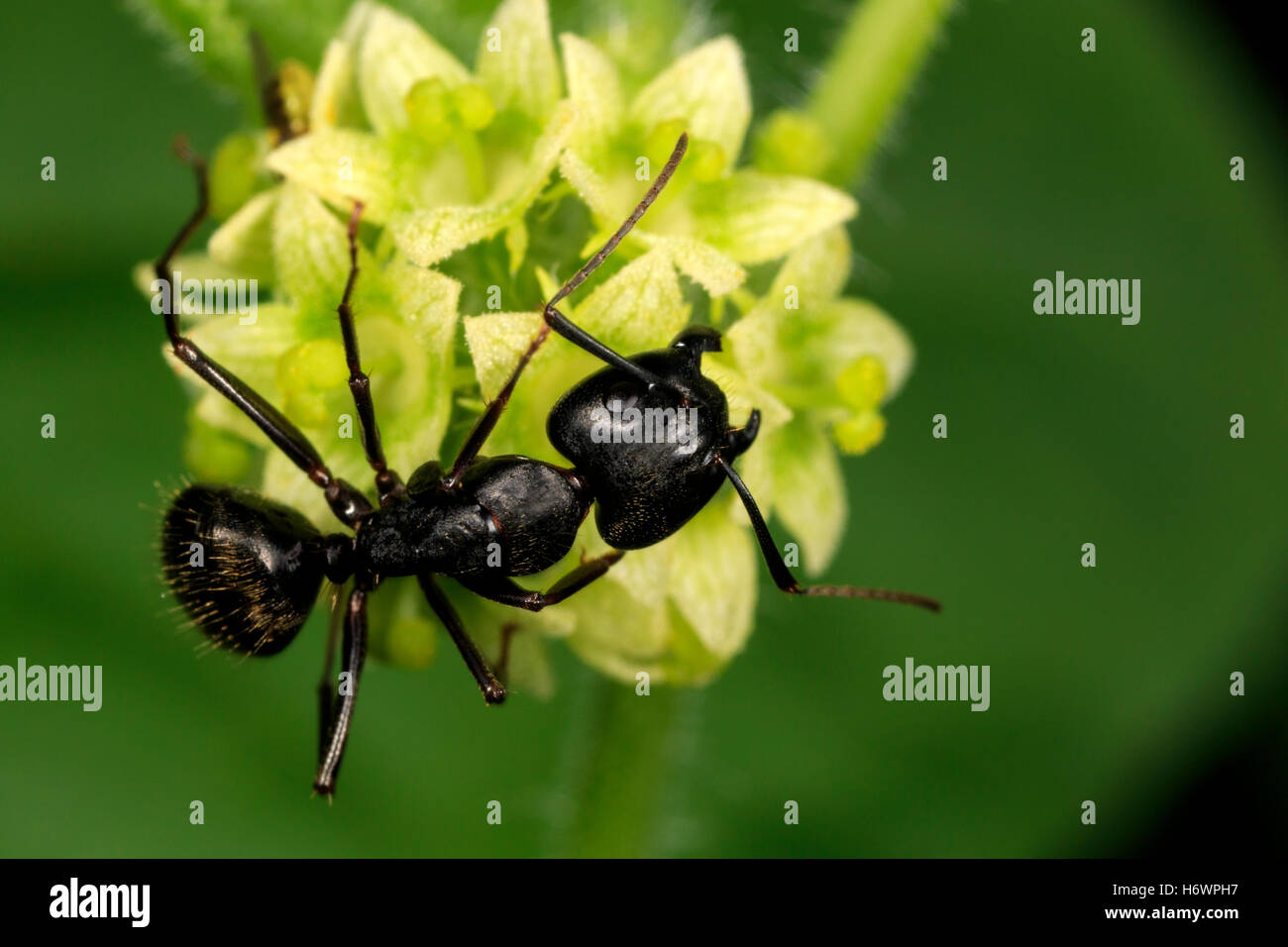 Schwarze Ameise (Camponotus pennsylvanicus) auf Blume Stockfoto