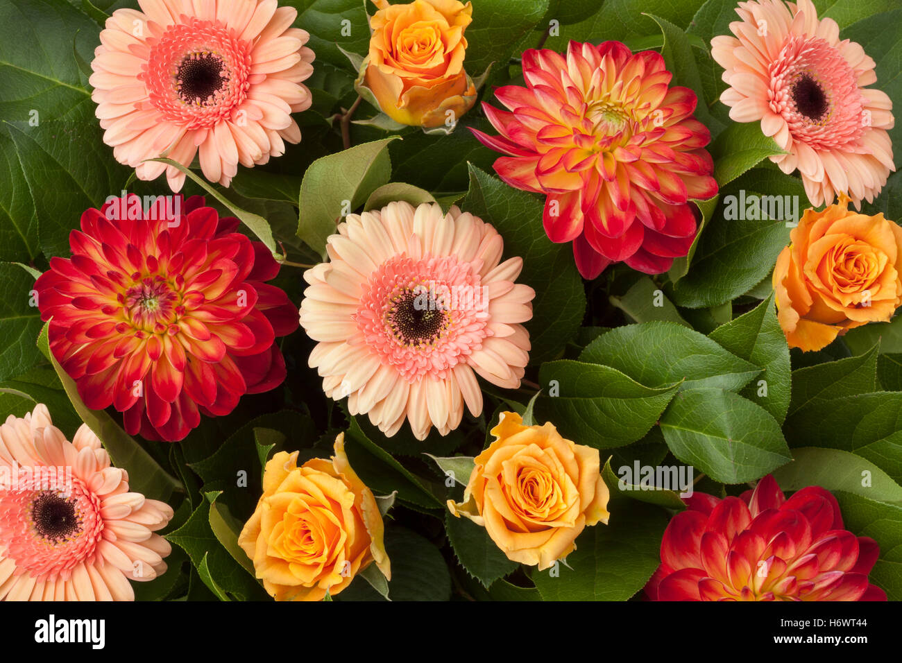 Bouquet mit Herbstblumen Nahaufnahme full-frame Stockfoto