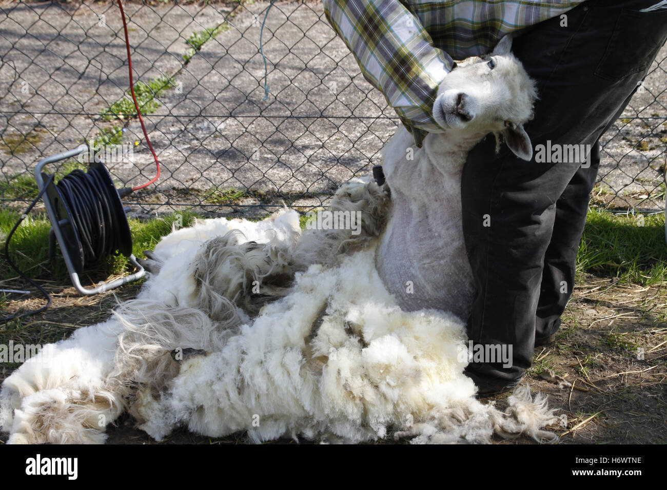 Schafe Schafzucht Scheren Scheren Landlive Schäferhund Viehzucht Schermaschine Schafe Schafzucht Scheren Schafschur Pflege Stockfoto