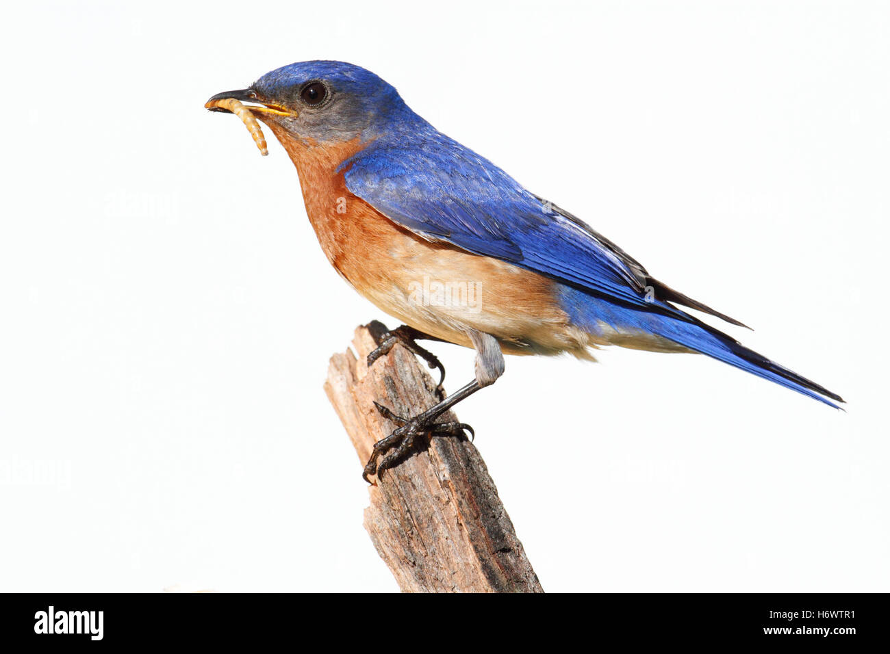 Blauer Vogel wilde Tierwelt Natur isoliert Tiere Vogel Fauna Wildvögel Federn Tierwelt weißer Wurm Natur Bluebird Sialia sialis Stockfoto
