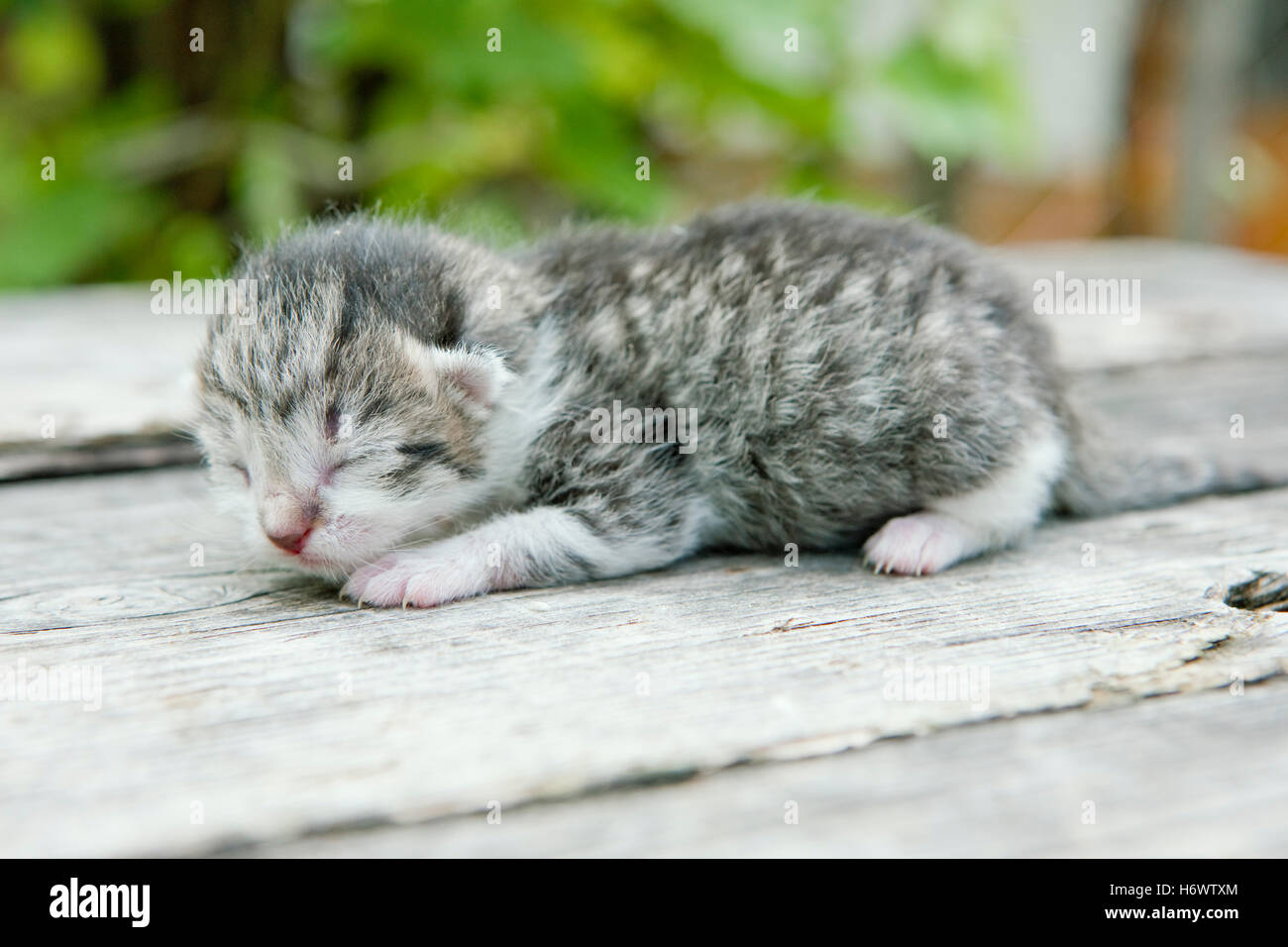 Tier Haustier Säugetier Fauna Tiere Haustiere Katzen Lüge Lügen liegt kleine winzige kleine kurzen Schlaf schlafen im freien Säugetiere außerhalb ein Jungtier Stockfoto