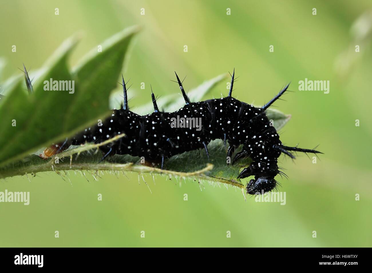 Insekt grüner Schmetterling schwarz dunkelhäutigen kohlschwarze tiefschwarze Raupe Seite Blatt Insekt grüner Schmetterling schwarz dunkelhäutigen kohlschwarze Stockfoto