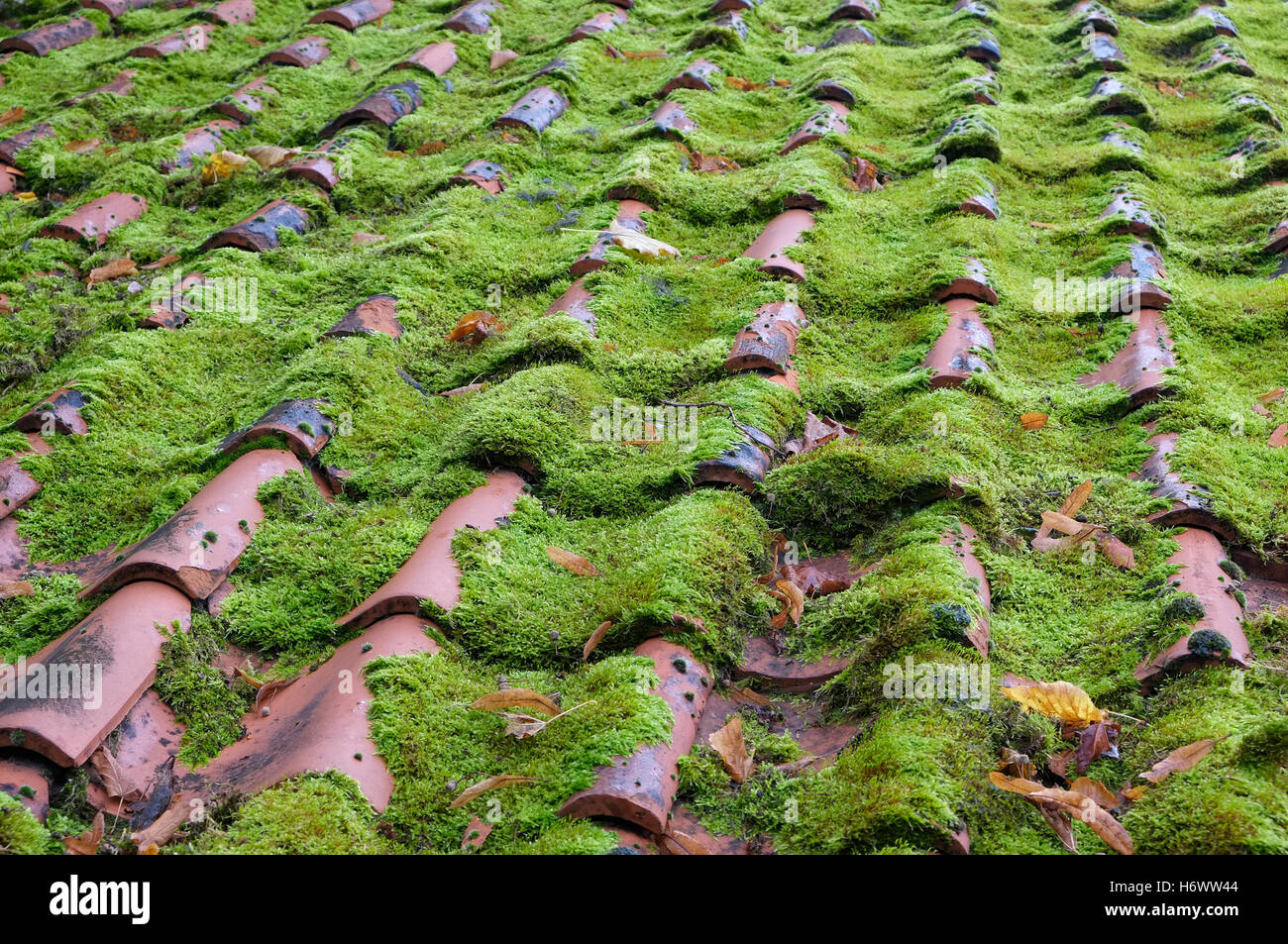 grünes Moos wachsen auf Haus Dachziegel Stockfoto