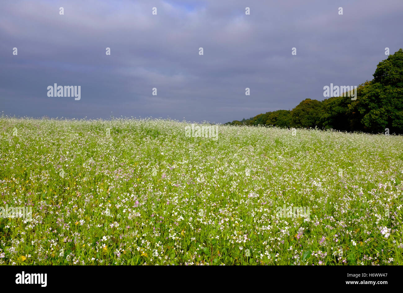 Öl-Rettich-Anbau im Bereich, Norfolk, england Stockfoto