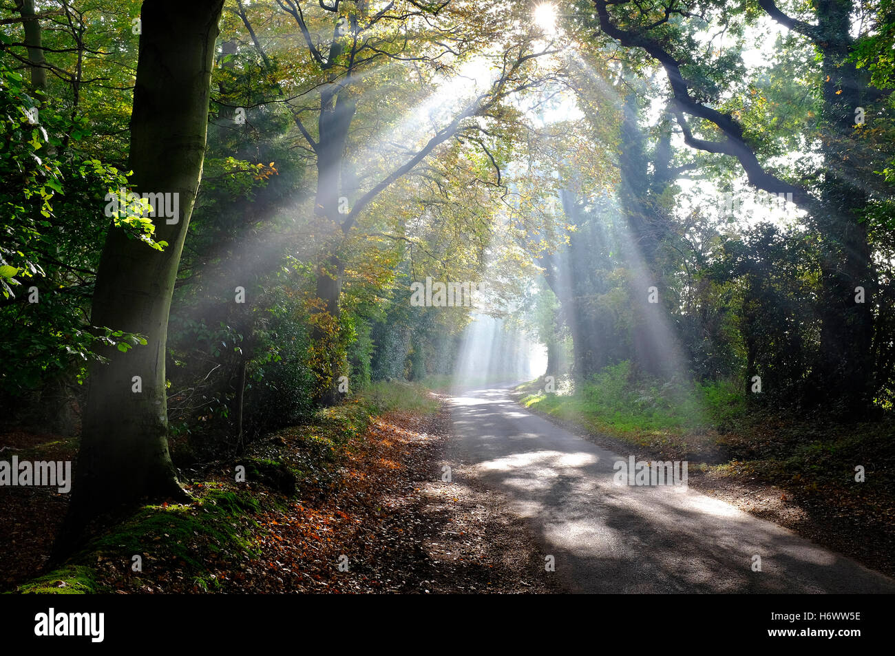 Sonnenlicht, das durch herbstliche Waldbäume strömt, norfolk, england Stockfoto