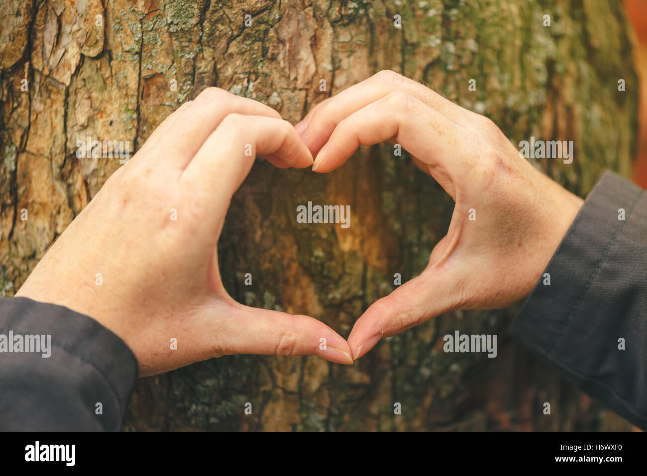 Weiblichen Händen gestikulieren Herzform melden auf Baum-Stamm, Ökologie und Umwelt-Konzept für Naturliebhaber Stockfoto