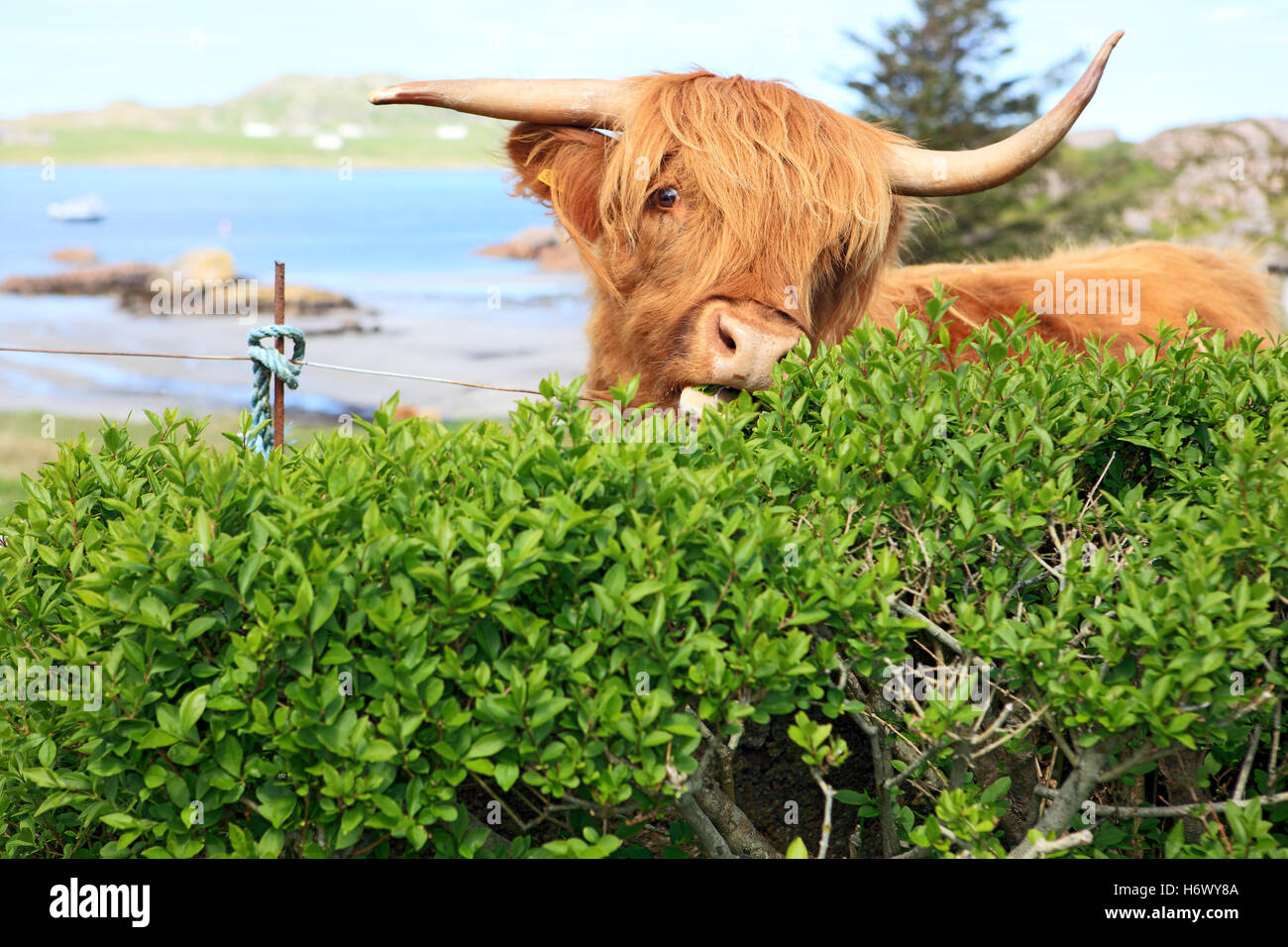 Highland Kuh eine Hecke zu essen, da es Bereiche der gemeinsamen Weiden gibt, wodurch die Tiere nicht eingezäunt und kann frei Wandern Stockfoto