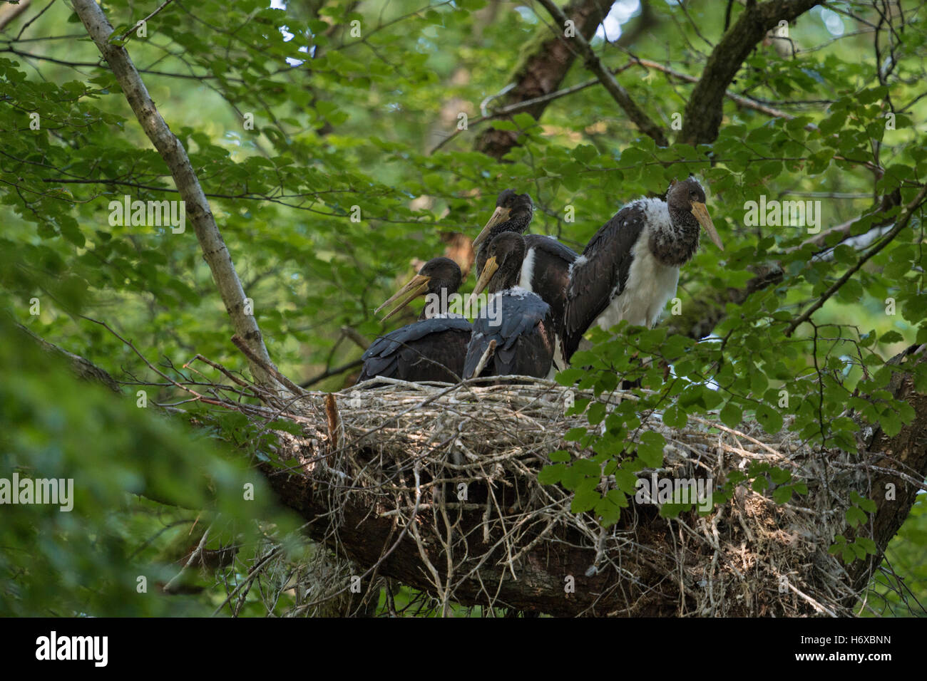 Schwarze Störche (Ciconia Nigra), nachkommen, Küken im Nest, hoch oben in einer alten Buche, vier Erwachsene Geschwister nisten. Stockfoto