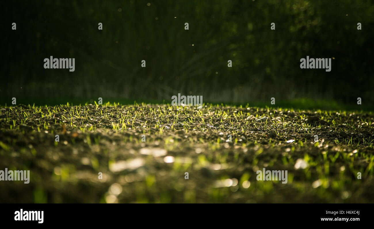 Keimen von Getreide im Feld Stockfoto