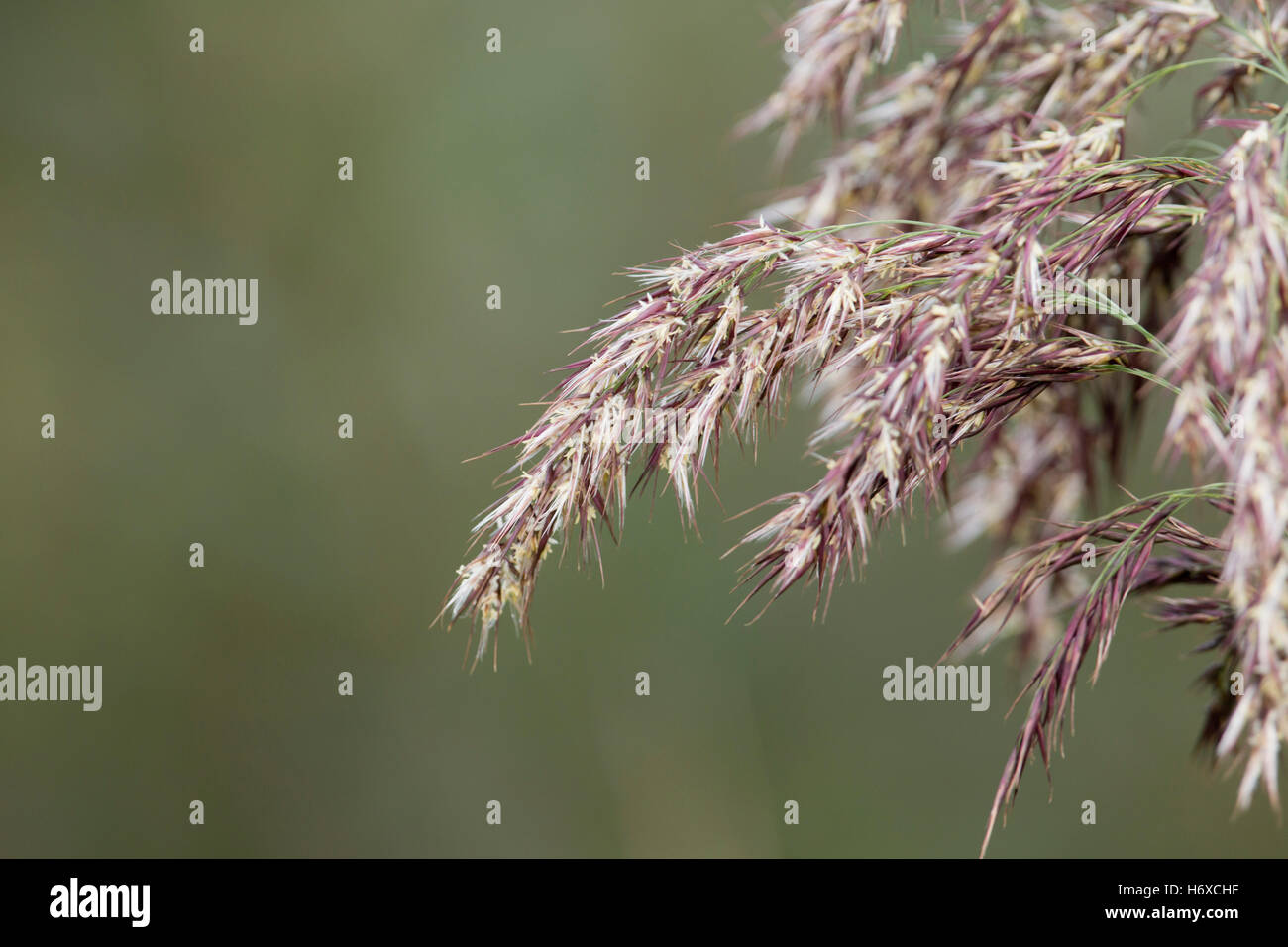 Gemeinsamen Reed; Phragmites Australis Blumen und Samen Cornwall; UK Stockfoto