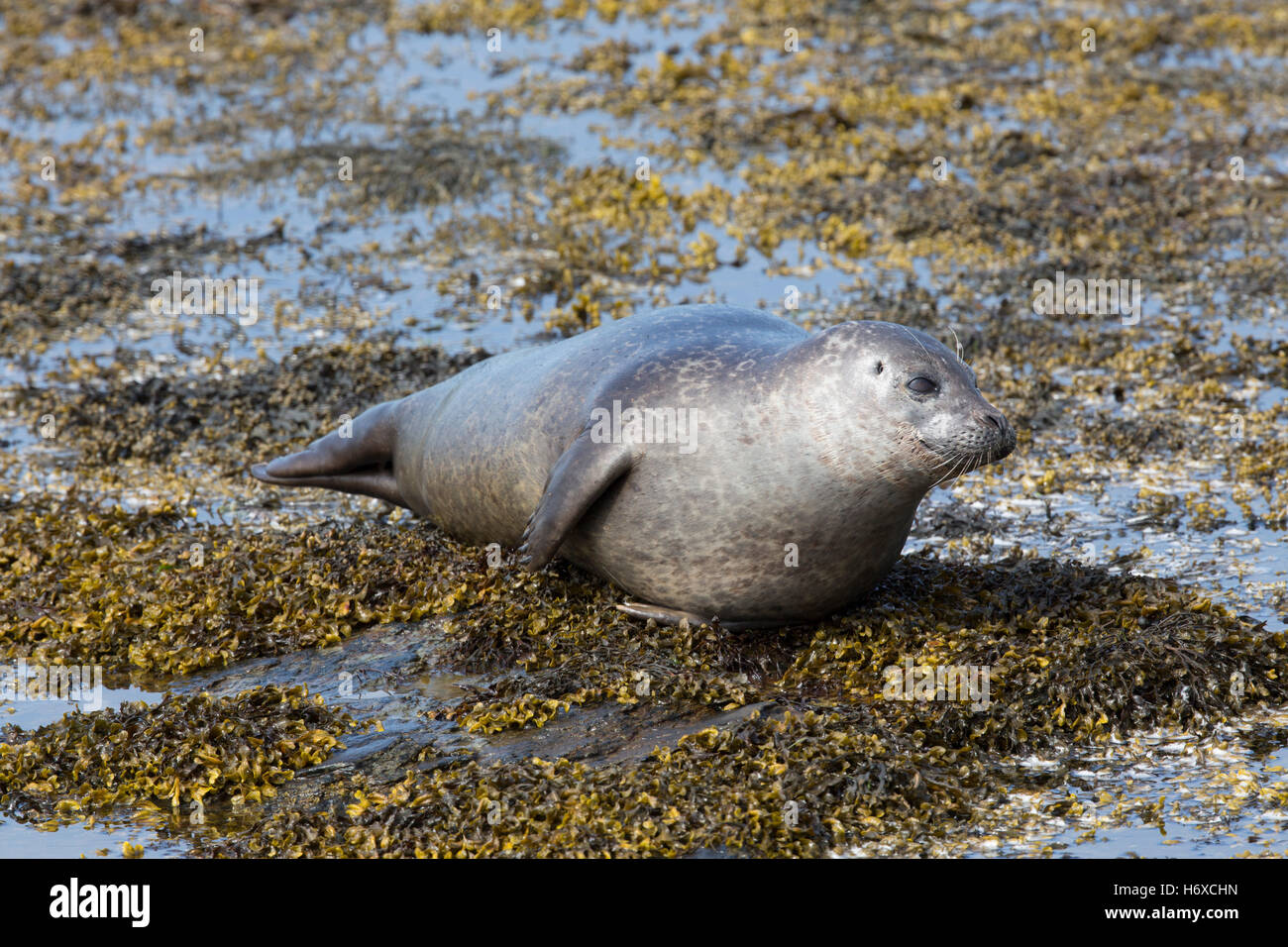 Seehunde; Phoca Vitulina Single auf Felsen bei Ebbe Westray; Orkney; UK Stockfoto