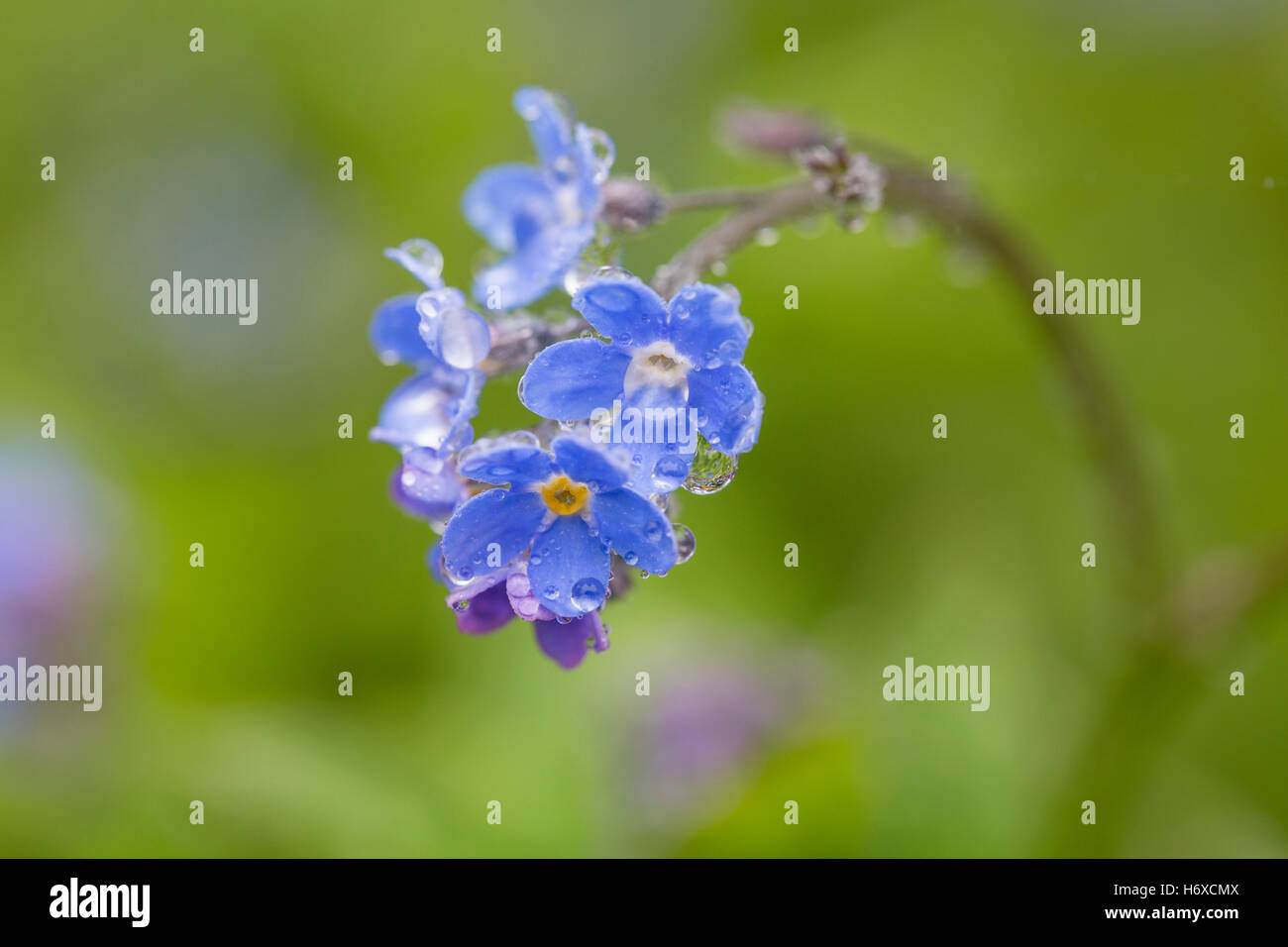 Vergiss mich nicht; Blume; Cornwall; UK Stockfoto