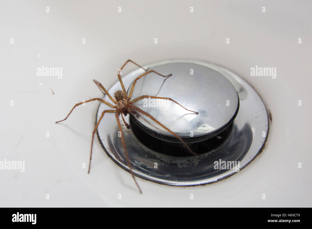 Haus Spinne; Tegenaria Domestica Single auf Waschbecken Abfluss UK Stockfoto