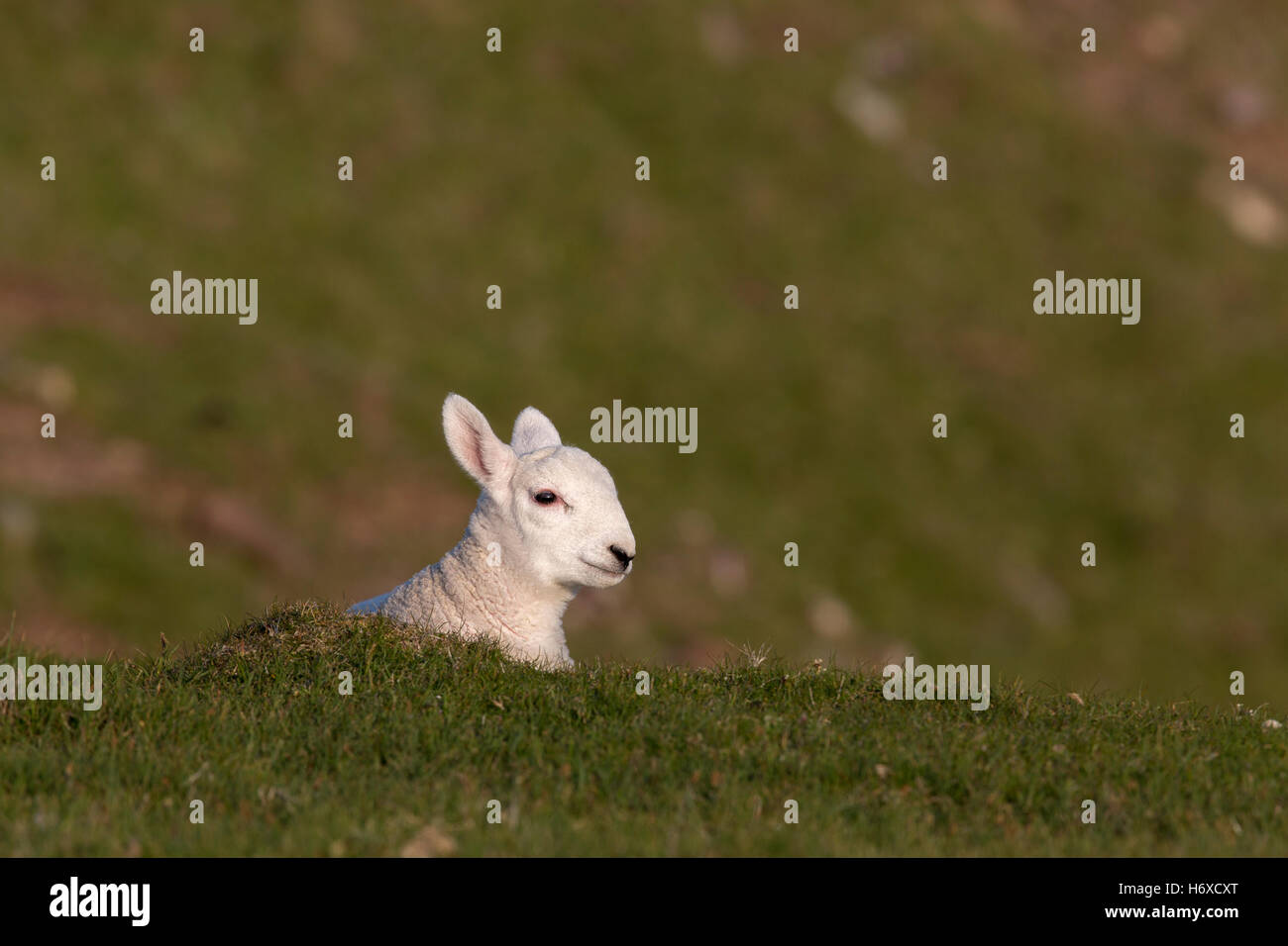 Lamm-Stoner; Sutherland; Schottland; UK Stockfoto
