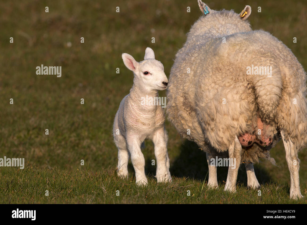 Lamm und Schaf Stoner; Sutherland; Schottland; UK Stockfoto