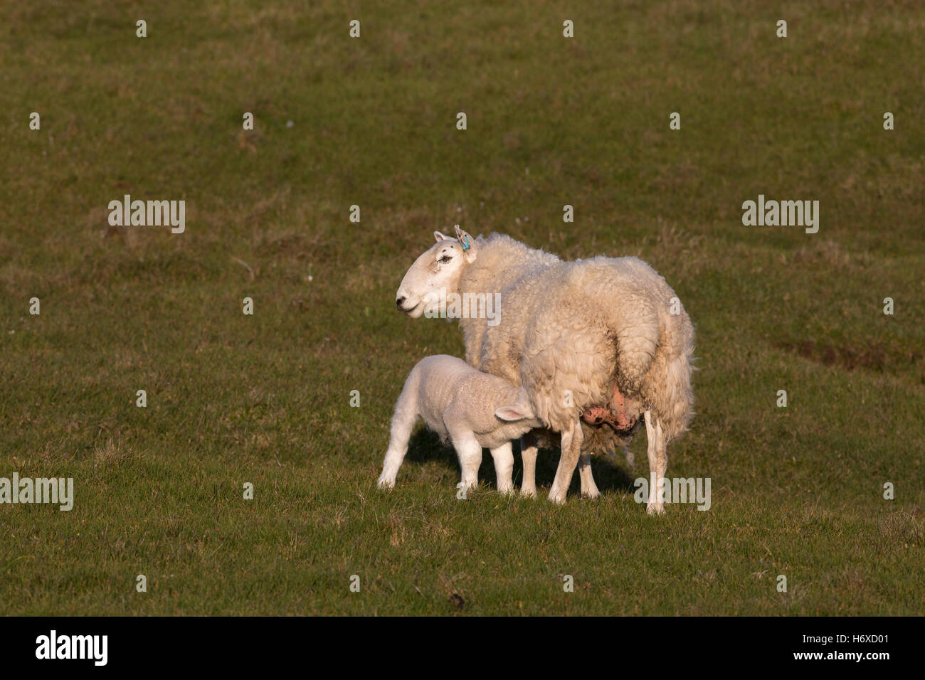 Lamm und Schaf; Suckling Stoner; Sutherland; Schottland; UK Stockfoto