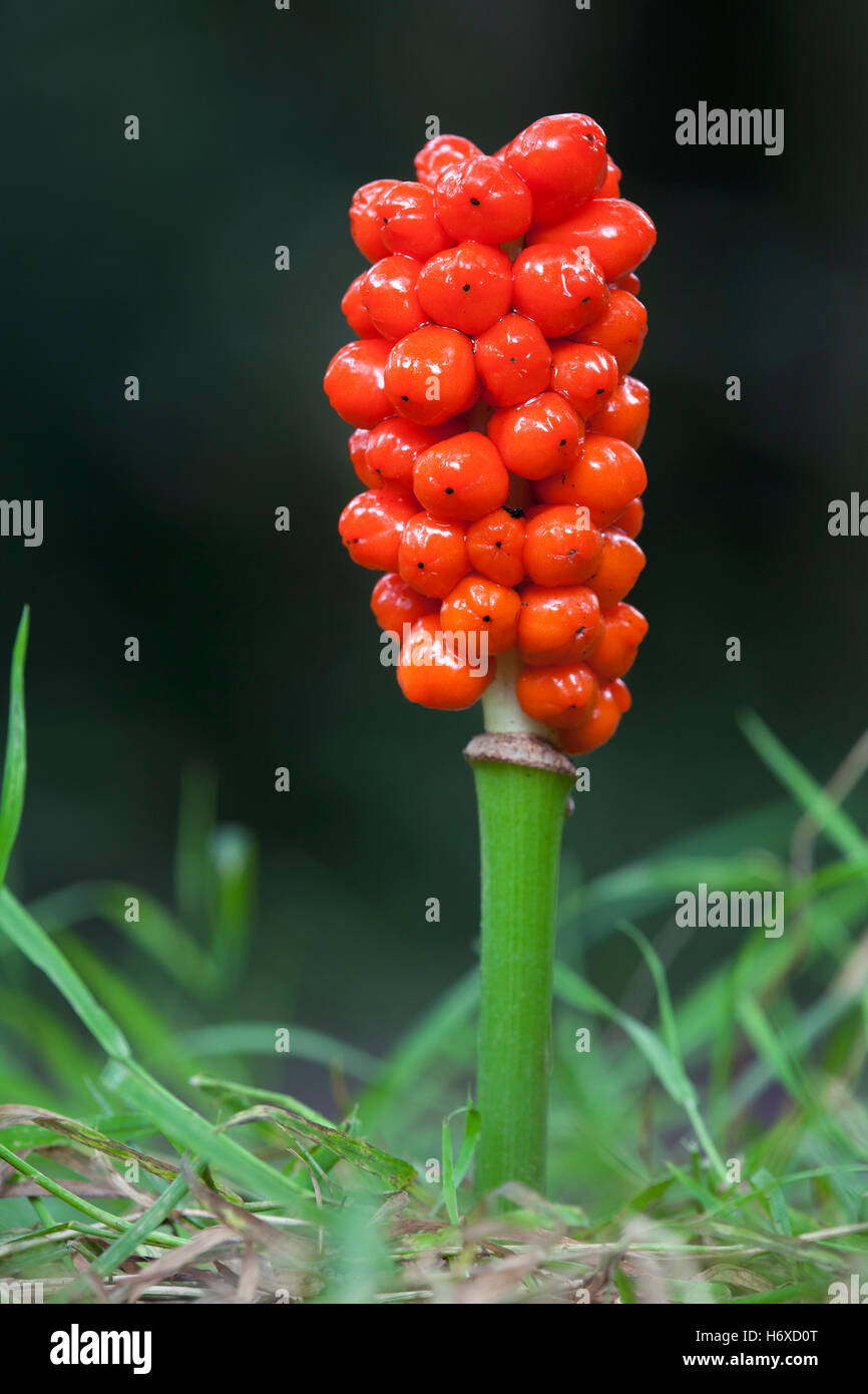 Damen und Herren; Arum Maculatum Beeren Cornwall; UK Stockfoto