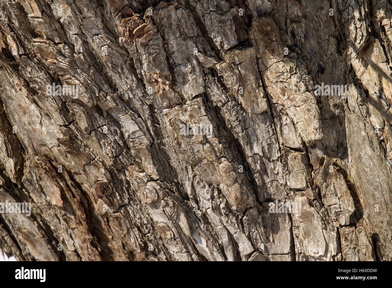 Muster der natürlichen Weidenrinde Stockfoto