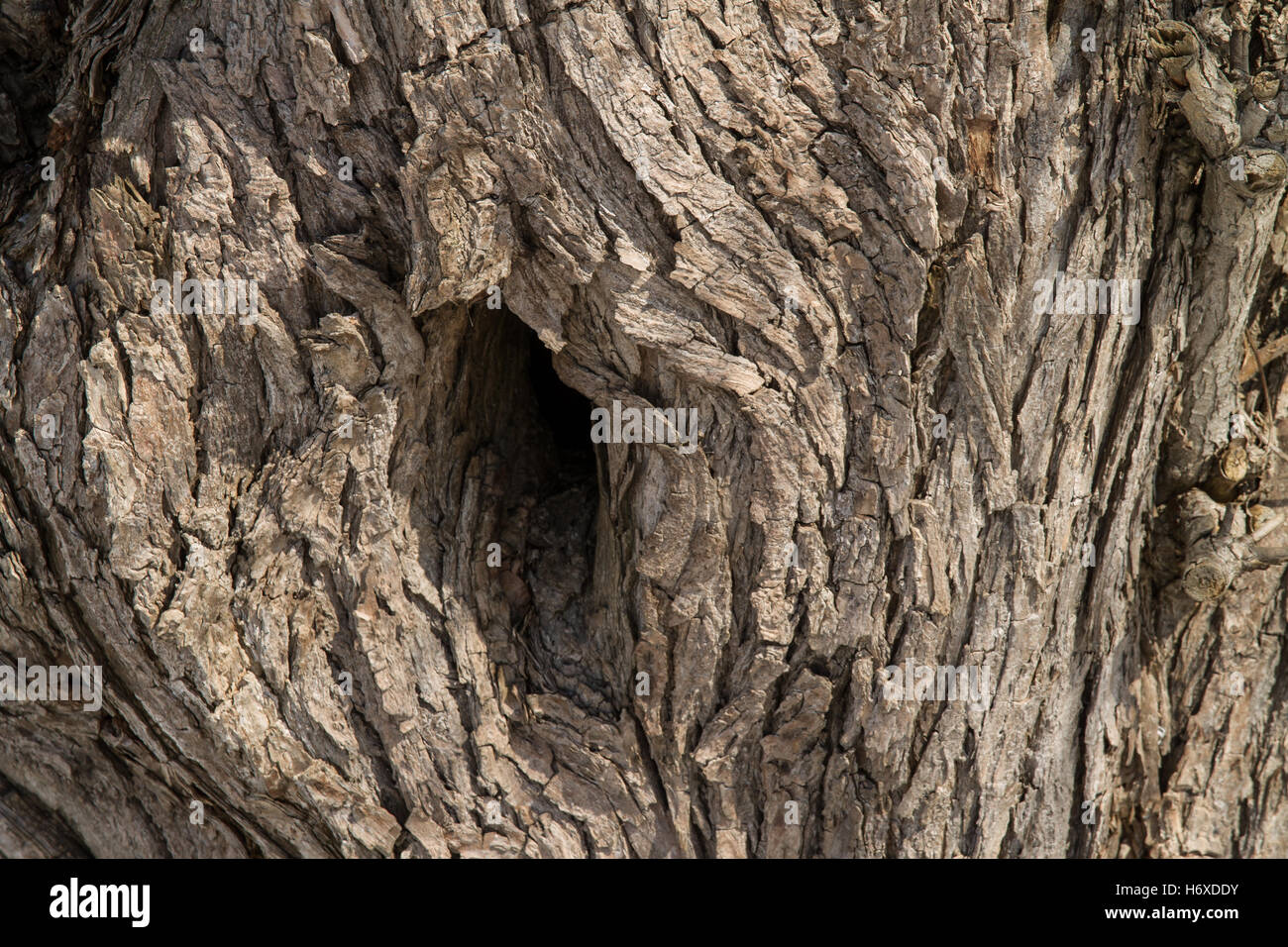 Muster der natürlichen Weidenrinde Stockfoto