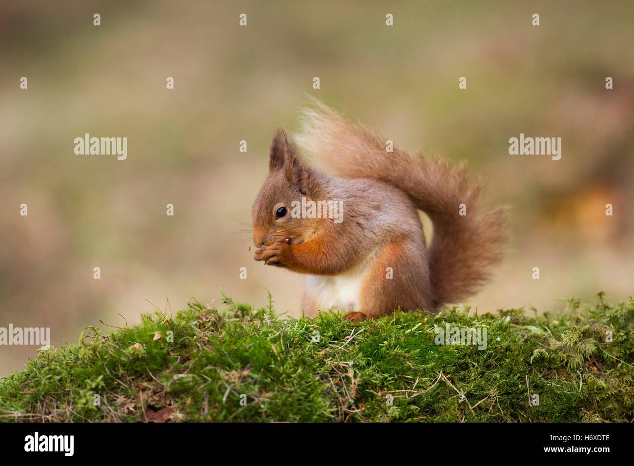 Eichhörnchen; Sciurus Vulgaris einzelne Essen Schottland; UK Stockfoto