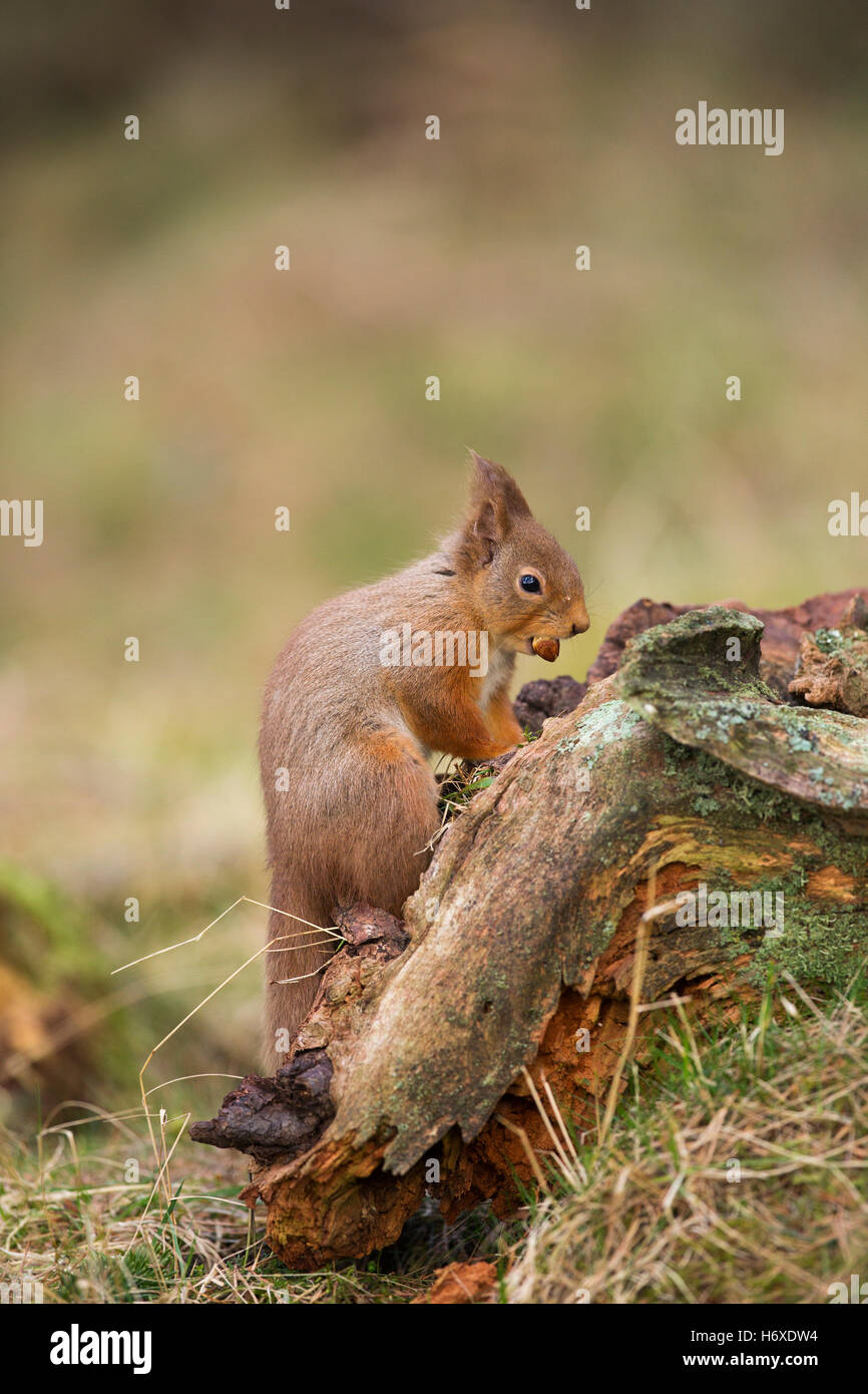 Eichhörnchen; Sciurus Vulgaris Single mit Nuss Schottland; UK Stockfoto