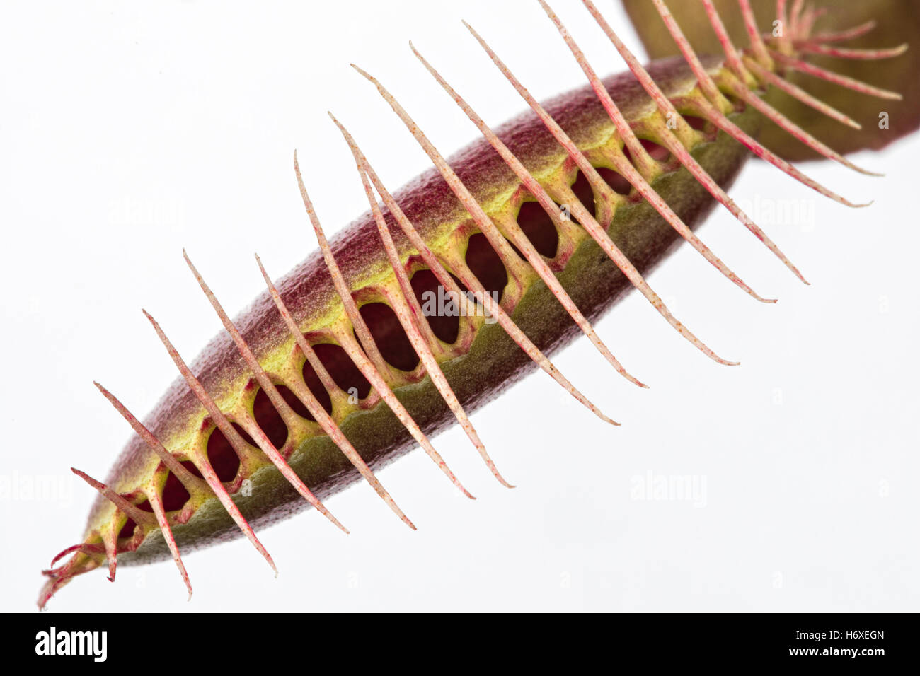 Makro von einem dicht geschlossenen Insektenfresser Venusfliegenfalle (Dionaea Muscipula) auf weißem Hintergrund Stockfoto